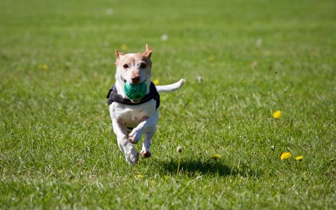 Des vacances sereines avec son chien en camping