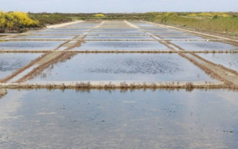 Visitez les marais salants à l’île de Ré